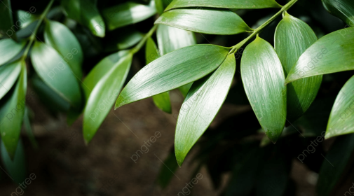 Bamboo Cypress Body Oil